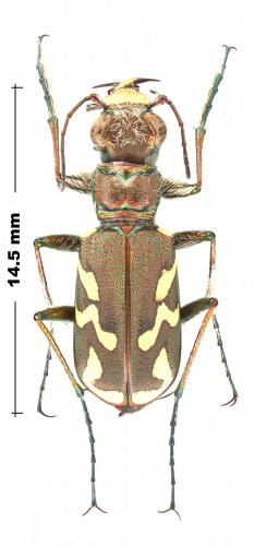 Cicindela nordmanni